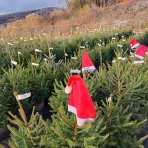 Smrek pichľavý (Picea pungens) ´GLAUCA´ – výška 120-170 cm, kont. C20L